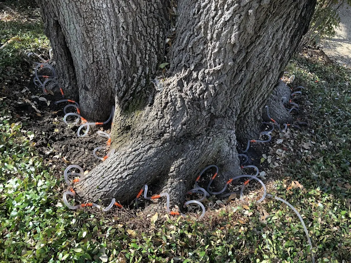 Detailed Tree Cabling and Bracing job site in Springfield Gardens