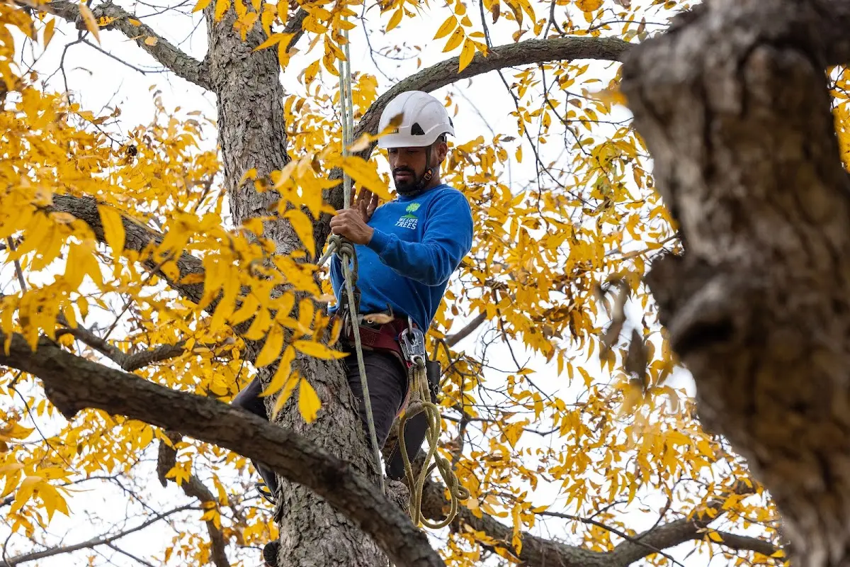 Skilled Tree Pruning crew working in Springfield Gardens